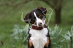 Appenzeller Sennenhund