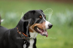 Appenzeller Sennenhund