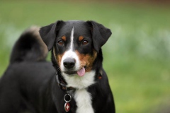 Appenzeller Sennenhund