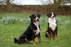 Appenzeller Sennenhund