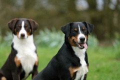 Appenzeller Sennenhund