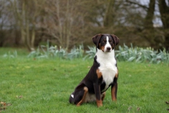Appenzeller Sennenhund