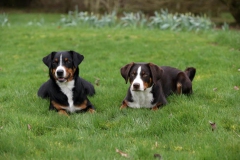 Appenzeller Sennenhund