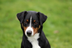 Appenzeller Sennenhund