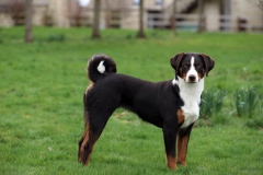 Appenzeller Sennenhund