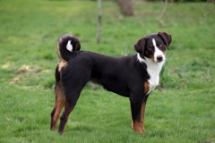 Appenzeller Sennenhund