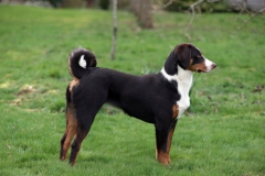Appenzeller Sennenhund