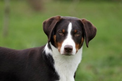 Appenzeller Sennenhund