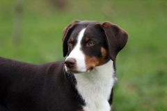 Appenzeller Sennenhund