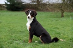 Appenzeller Sennenhund