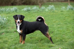 Appenzeller Sennenhund