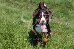 Appenzeller Sennenhund