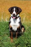 Appenzeller Sennenhund