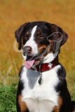 Appenzeller Sennenhund