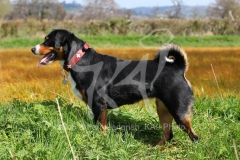 Appenzeller Sennenhund