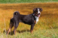Appenzeller Sennenhund
