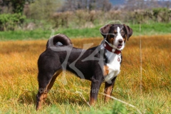Appenzeller Sennenhund