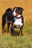 Appenzeller Sennenhund