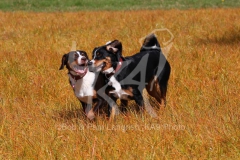 Appenzeller Sennenhund
