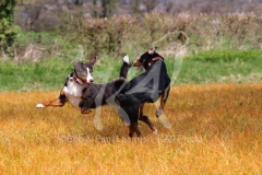 Appenzeller Sennenhund