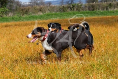 Appenzeller Sennenhund