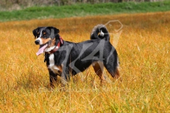 Appenzeller Sennenhund