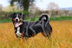 Appenzeller Sennenhund