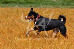 Appenzeller Sennenhund