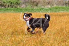 Appenzeller Sennenhund