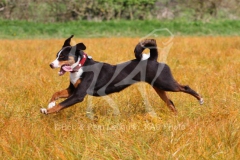 Appenzeller Sennenhund