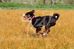 Appenzeller Sennenhund