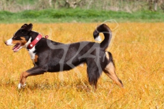Appenzeller Sennenhund