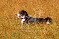 Appenzeller Sennenhund