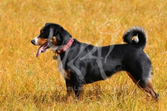 Appenzeller Sennenhund