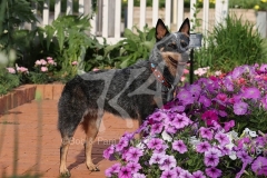 Australian Heeler