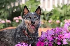 Australian Heeler