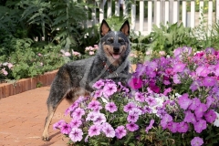 Australian Heeler