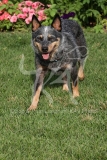 Australian Heeler