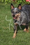 Australian Heeler