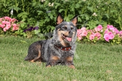 Australian Heeler