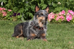 Australian Heeler
