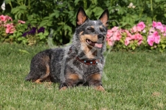 Australian Heeler