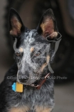 Australian Heeler