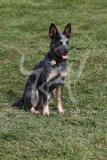Australian Heeler