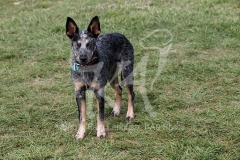 Australian Heeler