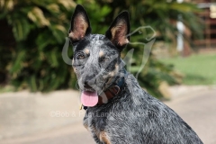 Australian Heeler