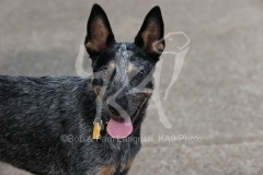 Australian Heeler