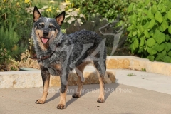 Australian Heeler