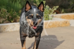Australian Heeler