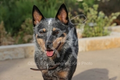 Australian Heeler